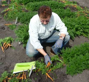 Dr. Nick Dragoescu Breeder Nick Dragoescu evaluating small plots during the winter trials in Salinas.