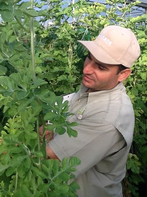 Dr. Nihat Guner Nihat Guner taking care of the plants in the greenhouse.