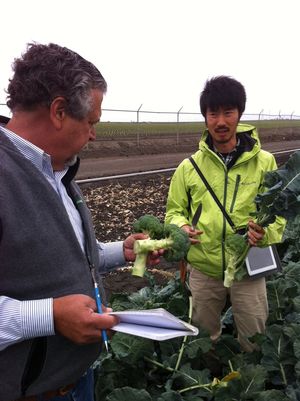 Akiri Nishi Broccoli breeder Akira Nishi in the Salinas field discussing broccoli varieties.