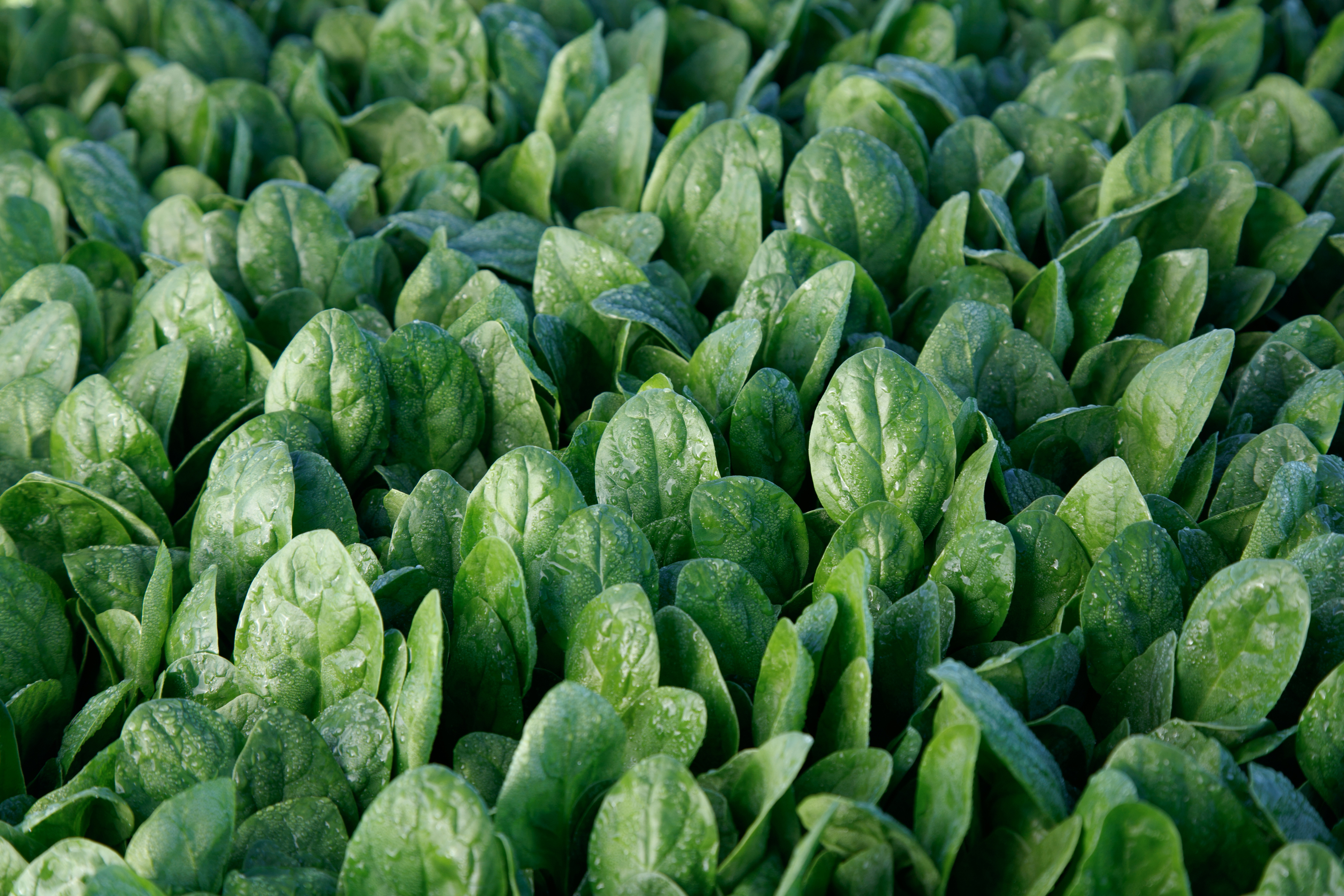 Spinach Sakata Wholesale Vegetable Seed Spinach Sakata Wholesale Vegetable Seed