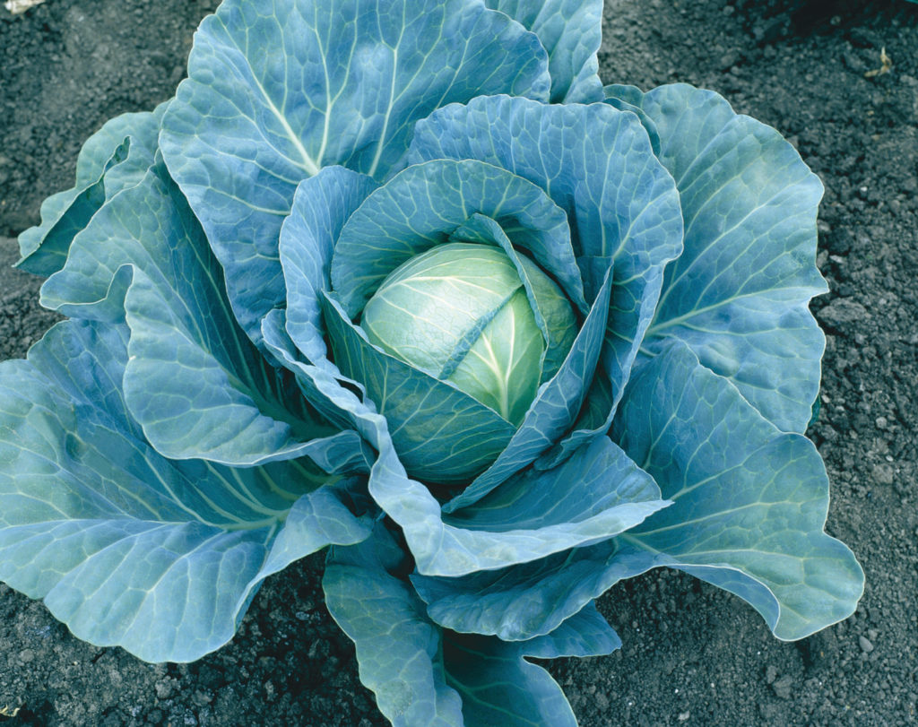 Craft Supplies & Tools Home & Hobby Cabbage Blue Vantage starter plant ...