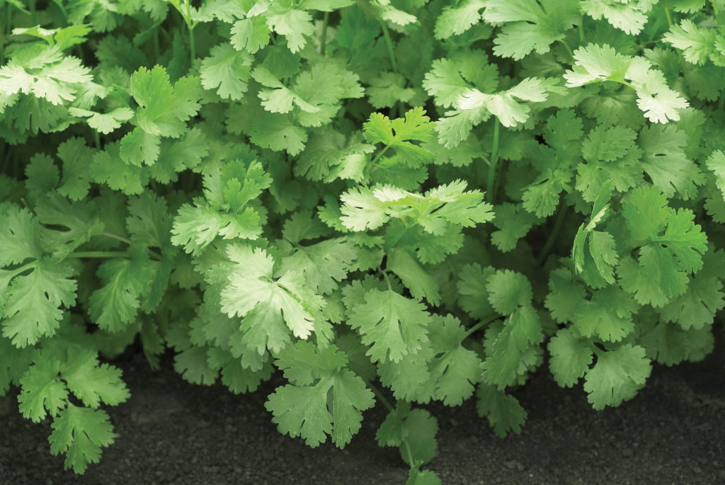 Santo Cilantro - The Market Standard! - Sakata Wholesale Vegetable Seed