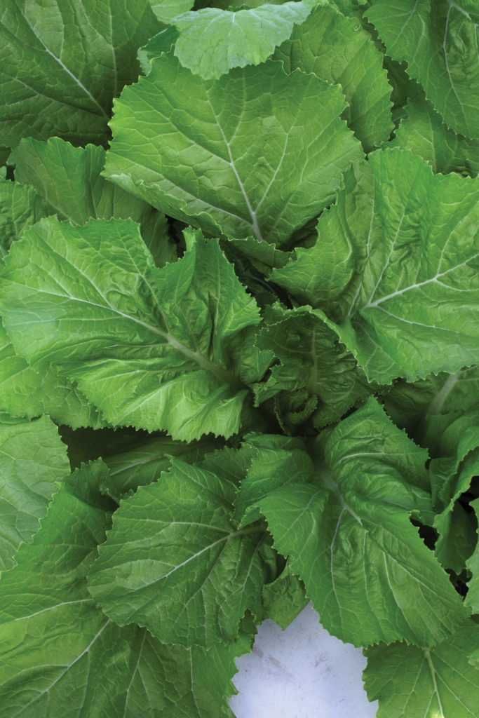 200+ Florida Broadleaf Mustard Seeds – Heirloom Greens, Easy To Grow USA
