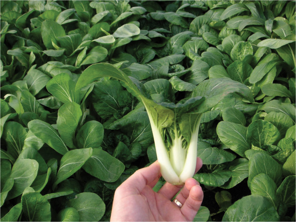 Toy Choy Sakata Wholesale Vegetable Seed