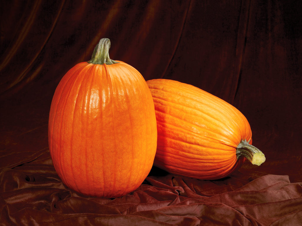 captain jack jordans