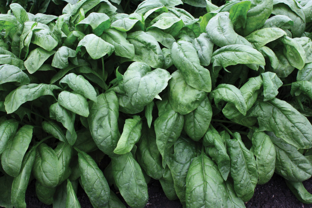 Persius Sakata Wholesale Vegetable Seed