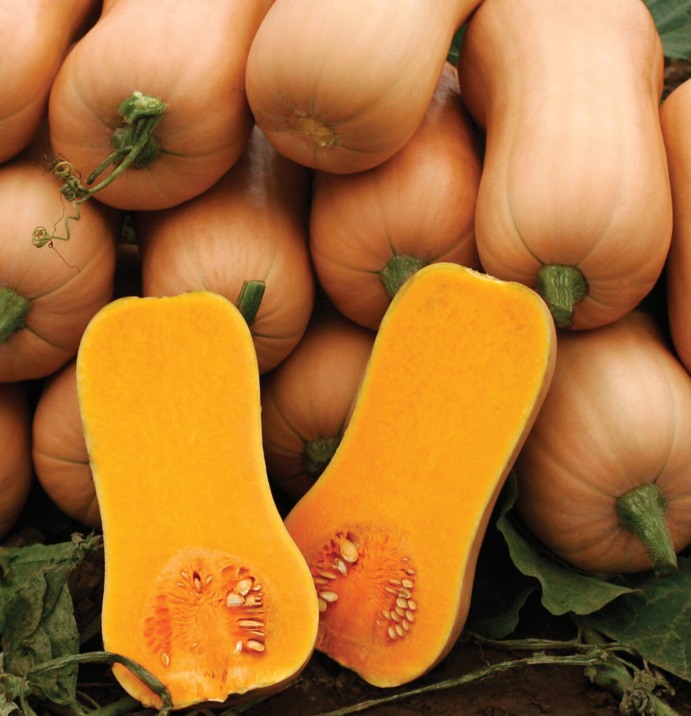 trending-now-winter-squash-sakata-wholesale-vegetable-seed