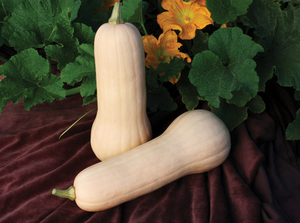 Squash Winter Butternut Sakata Wholesale Vegetable Seed