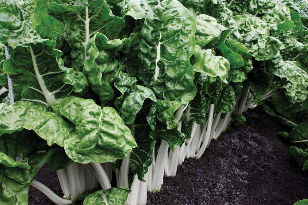 Fordhook Giant Sakata Wholesale Vegetable Seed