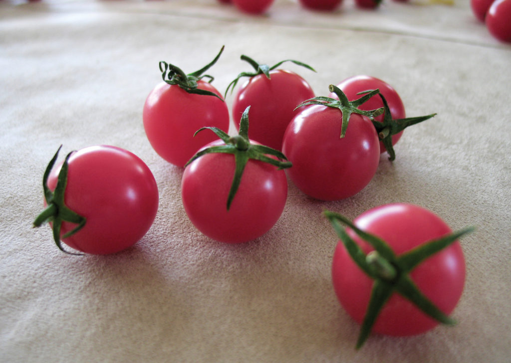 Sweet Treats is a unique large-fruited pink cherry tomato with a delicious ...