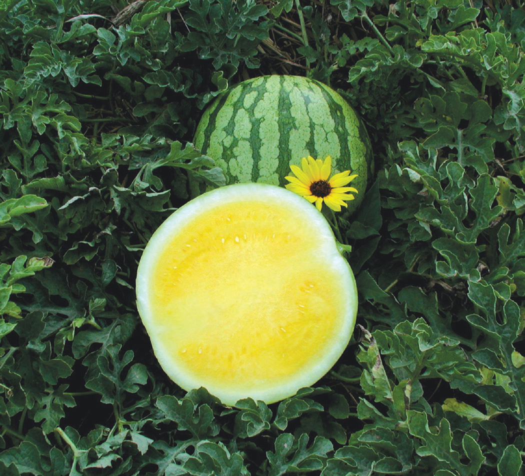 Yellow watermelon