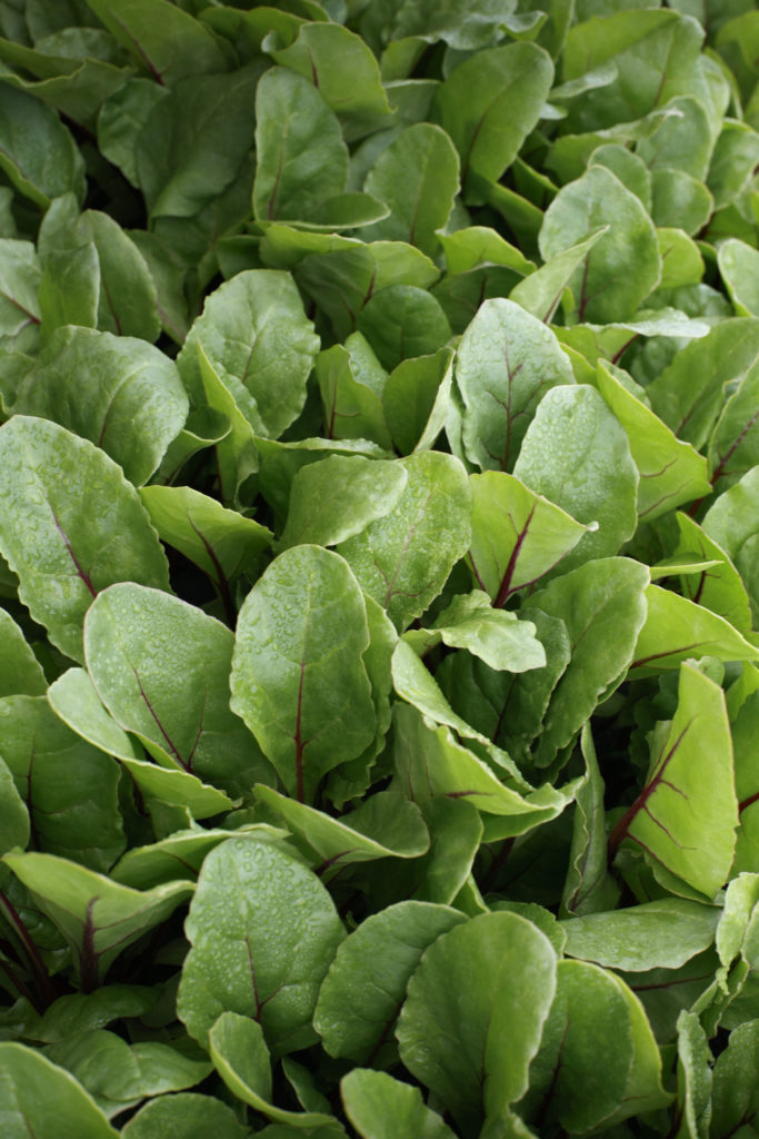 Ruby Vegetable Ruby Fresh - Sakata Wholesale Vegetable Seed