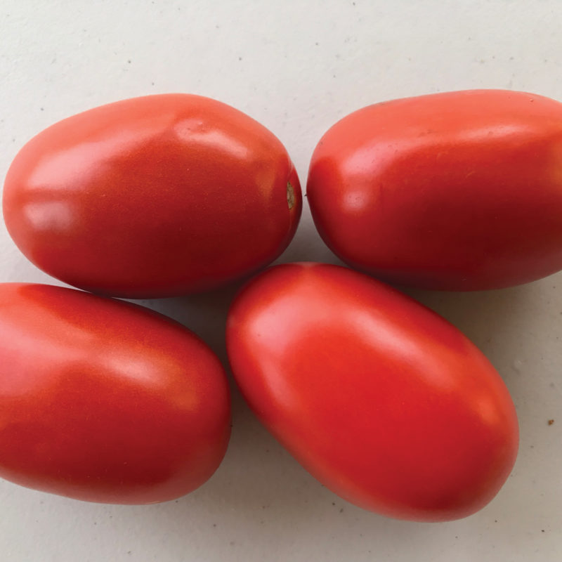 Scarlet Star - Sakata Wholesale Vegetable Seed