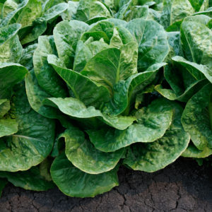 lettuce 1184