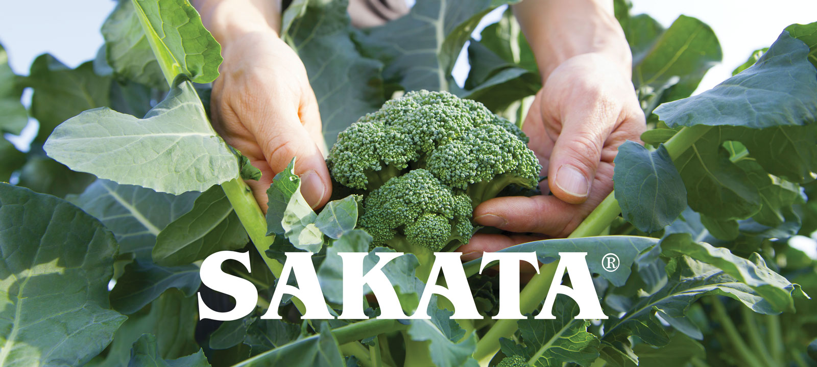 Scarlet Star - Sakata Wholesale Vegetable Seed