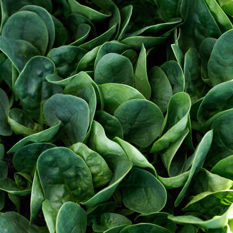 New Products Sakata Wholesale Vegetable Seed