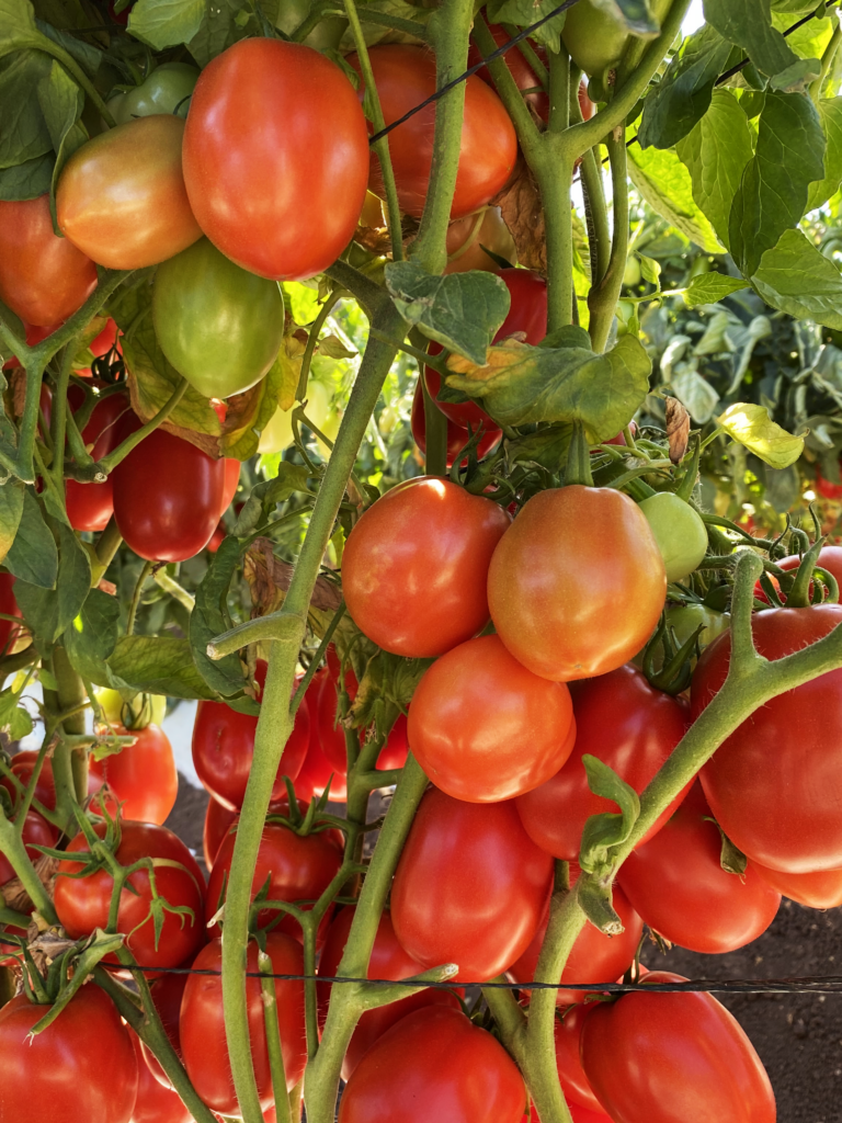 ♡tomatoko♡ Kuzco - Sakata Wholesale Vegetable Seed