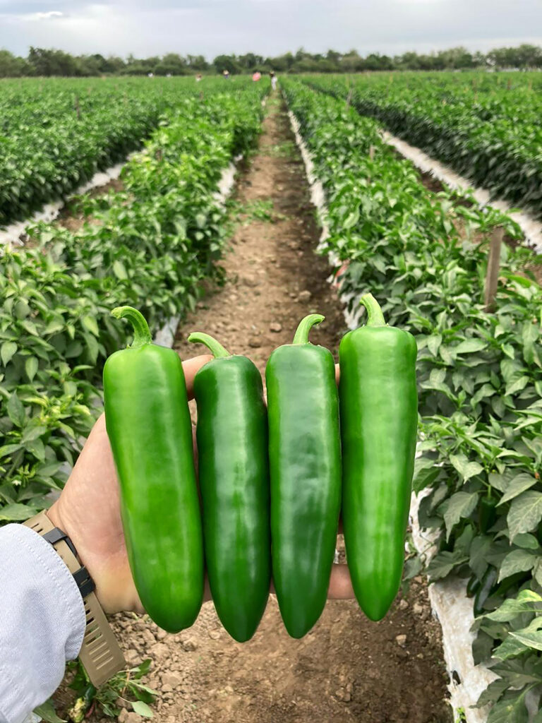 unicron-sakata-wholesale-vegetable-seed