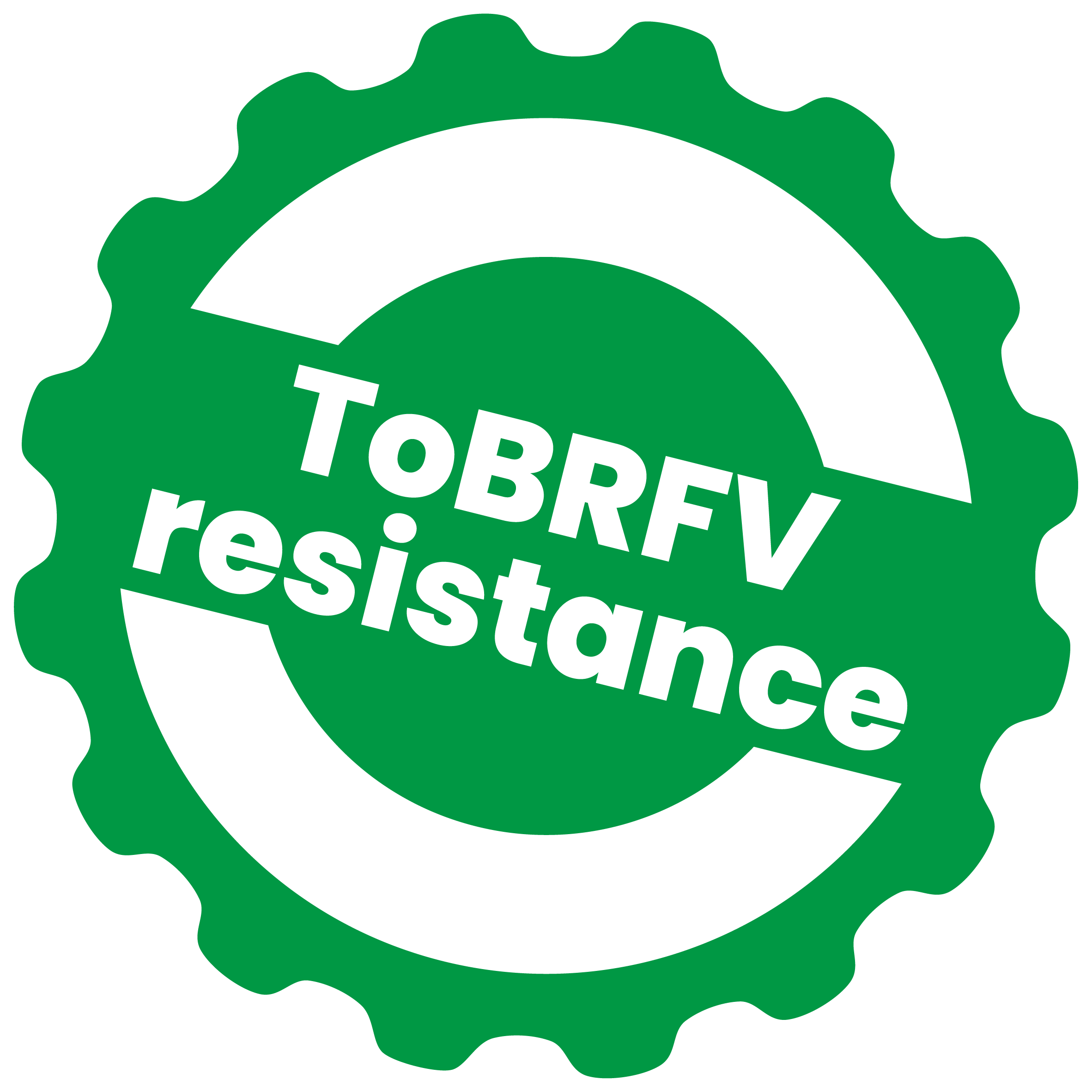 Ficus Sakata Wholesale Vegetable Seed