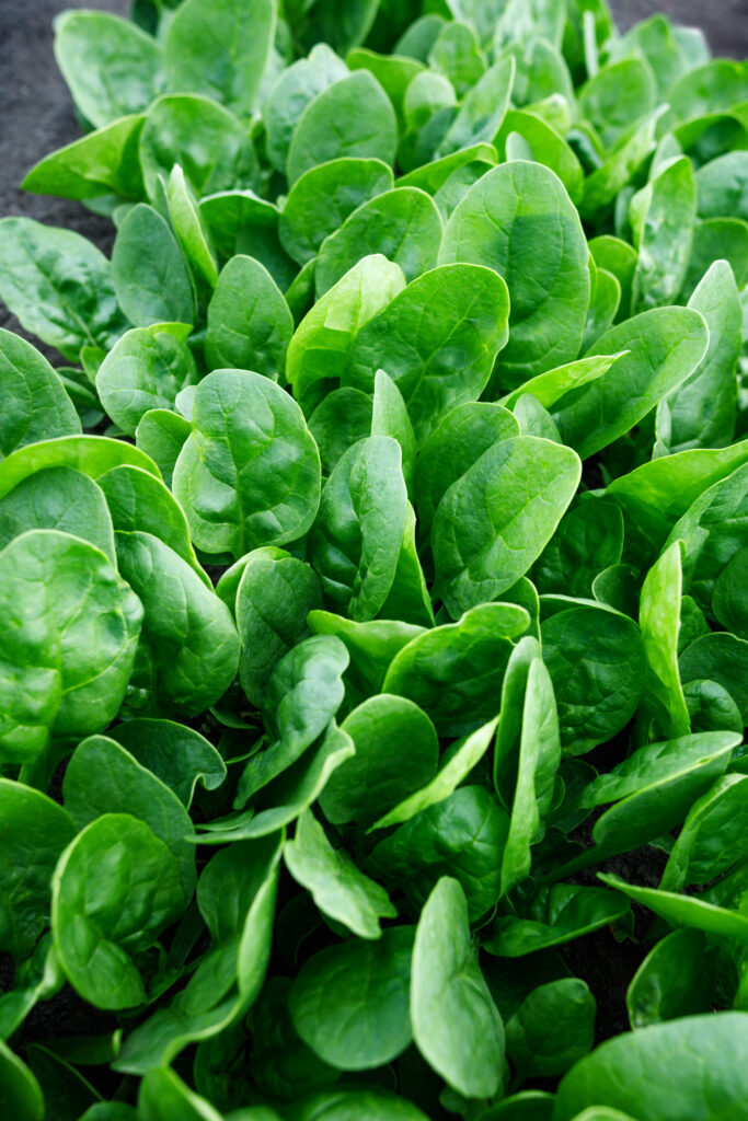 Sakata Wholesale Vegetable Seed