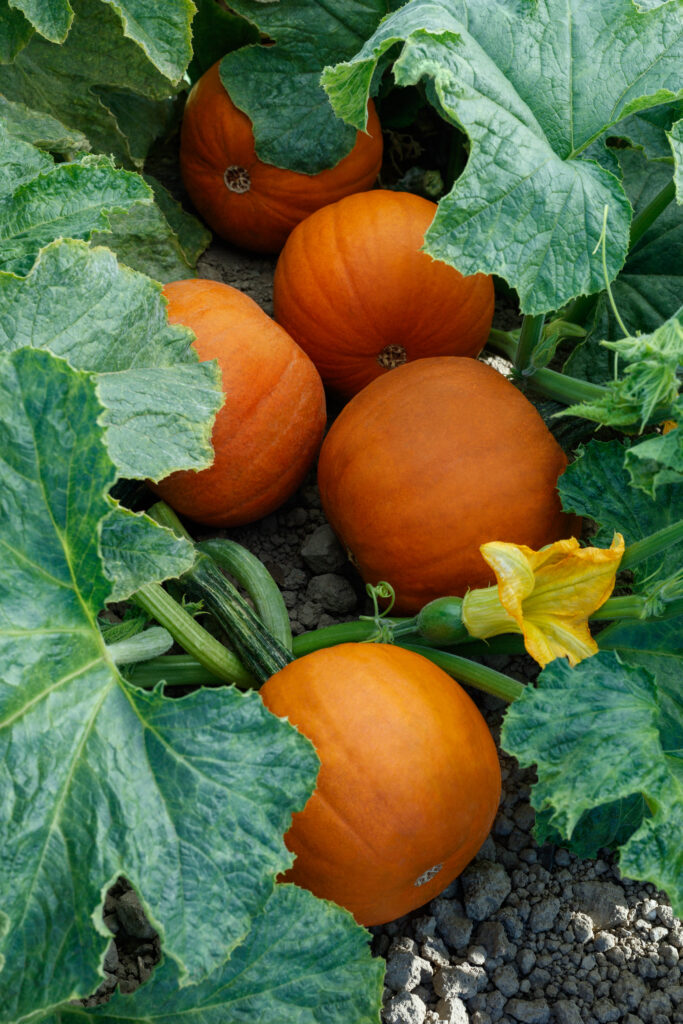 Rugrat - Sakata Wholesale Vegetable Seed